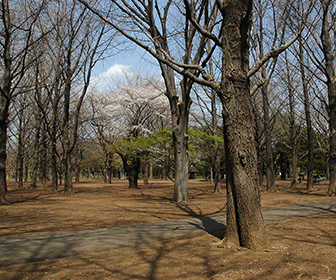yoyogi-park-738688_1920